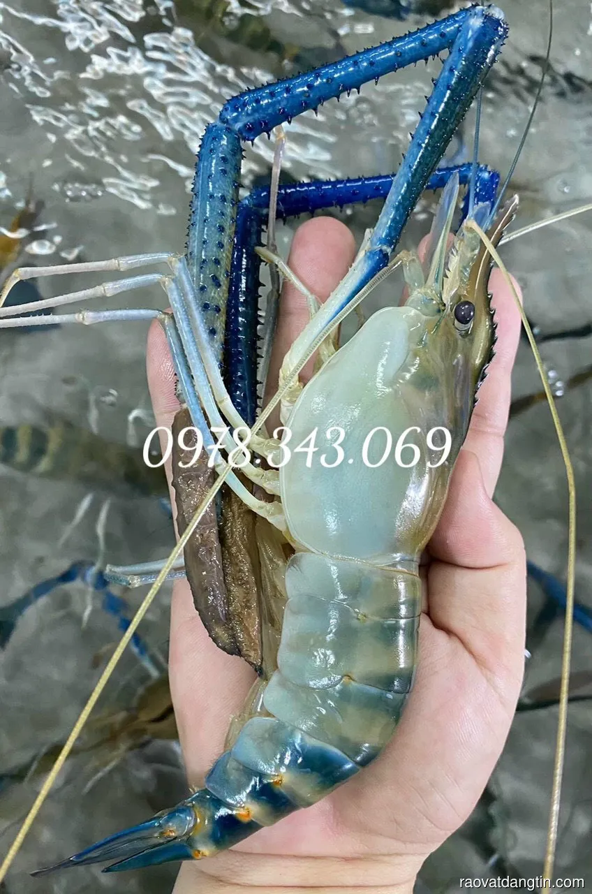 Tôm Càng Sen Lột Nhiều Gạch Sống Tươi Ngon Tại Thắng Tôm