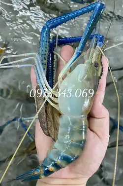 Tôm Càng Sen Lột Nhiều Gạch Sống Tươi Ngon Tại Thắng Tôm
